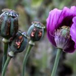 Opium poppy farming hits 10-year high in war-torn Myanmar 