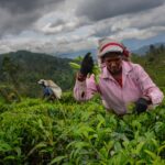 ‘Like wastelands’: Sri Lanka tea plantations suffer Cyclone Ditwah’s wrath 