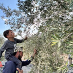 What is a Palestinian without olives? 